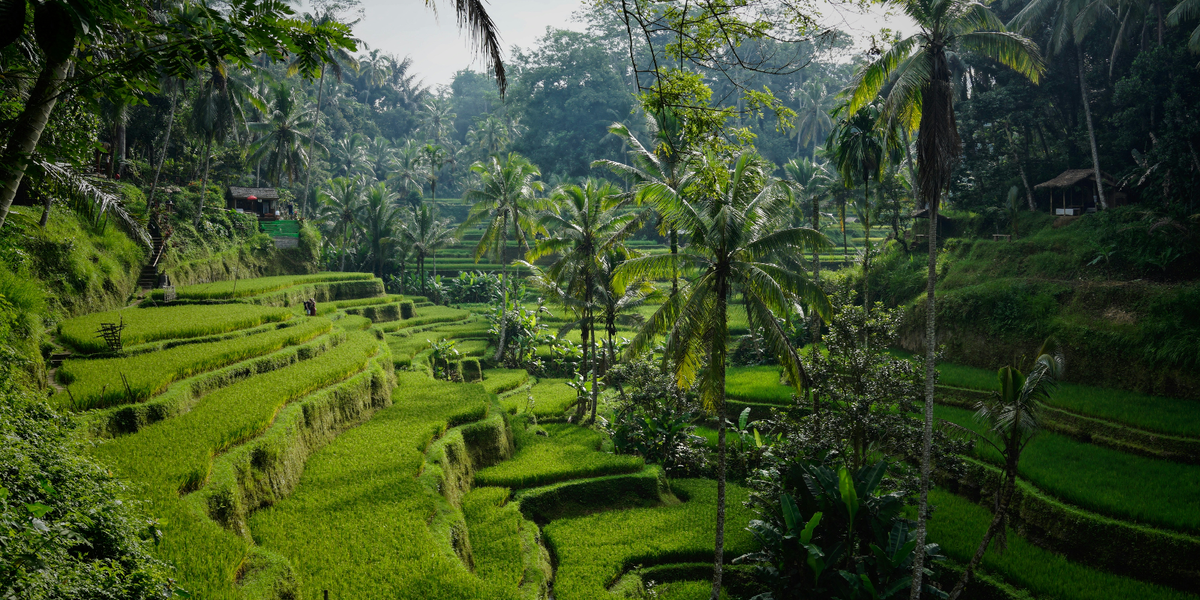 Ultimate Bali Travel Guide for Every Type of Traveler